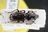  (Pterostichus rhilensis - GBOLRL0450)  @11 [ ] CreativeCommons - Attribution Non-Commercial Share-Alike (2016) SNSB, Staatliche Naturwissenschaftliche Sammlungen Bayerns ZSM (SNSB, Zoologische Staatssammlung Muenchen)