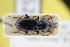  (Pterostichus cursor - GBOLRL0452)  @11 [ ] CreativeCommons - Attribution Non-Commercial Share-Alike (2016) SNSB, Staatliche Naturwissenschaftliche Sammlungen Bayerns ZSM (SNSB, Zoologische Staatssammlung Muenchen)