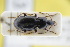  ( - GBOLRL0453)  @11 [ ] CreativeCommons - Attribution Non-Commercial Share-Alike (2016) SNSB, Staatliche Naturwissenschaftliche Sammlungen Bayerns ZSM (SNSB, Zoologische Staatssammlung Muenchen)