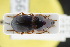  (Harpalus marginellus - GBOLRL0456)  @11 [ ] CreativeCommons - Attribution Non-Commercial Share-Alike (2016) SNSB, Staatliche Naturwissenschaftliche Sammlungen Bayerns ZSM (SNSB, Zoologische Staatssammlung Muenchen)