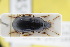  (Harpalus flavicornis - GBOLRL0459)  @11 [ ] CreativeCommons - Attribution Non-Commercial Share-Alike (2016) SNSB, Staatliche Naturwissenschaftliche Sammlungen Bayerns ZSM (SNSB, Zoologische Staatssammlung Muenchen)