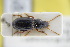  ( - GBOLRL0468)  @11 [ ] CreativeCommons - Attribution Non-Commercial Share-Alike (2016) SNSB, Staatliche Naturwissenschaftliche Sammlungen Bayerns ZSM (SNSB, Zoologische Staatssammlung Muenchen)