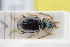  ( - GBOLRL0471)  @11 [ ] CreativeCommons - Attribution Non-Commercial Share-Alike (2016) SNSB, Staatliche Naturwissenschaftliche Sammlungen Bayerns ZSM (SNSB, Zoologische Staatssammlung Muenchen)