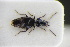  (Microlestes fissuralis - GBOLRL0484)  @11 [ ] CreativeCommons - Attribution Non-Commercial Share-Alike (2016) SNSB, Staatliche Naturwissenschaftliche Sammlungen Bayerns ZSM (SNSB, Zoologische Staatssammlung Muenchen)