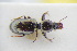  (Dyschirius impunctipennis - GBOLRL0500)  @11 [ ] CreativeCommons - Attribution Non-Commercial Share-Alike (2016) SNSB, Staatliche Naturwissenschaftliche Sammlungen Bayerns ZSM (SNSB, Zoologische Staatssammlung Muenchen)