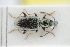  (Asaphidion cyanicorne - GBOLRL0516)  @11 [ ] CreativeCommons - Attribution Non-Commercial Share-Alike (2016) SNSB, Staatliche Naturwissenschaftliche Sammlungen Bayerns ZSM (SNSB, Zoologische Staatssammlung Muenchen)