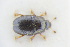  ( - GBOLRL0540)  @11 [ ] CreativeCommons - Attribution Non-Commercial Share-Alike (2016) SNSB, Staatliche Naturwissenschaftliche Sammlungen Bayerns ZSM (SNSB, Zoologische Staatssammlung Muenchen)