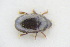  (Lamiogethes kunzei - GBOLRL0541)  @11 [ ] CreativeCommons - Attribution Non-Commercial Share-Alike (2016) SNSB, Staatliche Naturwissenschaftliche Sammlungen Bayerns ZSM (SNSB, Zoologische Staatssammlung Muenchen)