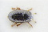  ( - GBOLRL0542)  @11 [ ] CreativeCommons - Attribution Non-Commercial Share-Alike (2016) SNSB, Staatliche Naturwissenschaftliche Sammlungen Bayerns ZSM (SNSB, Zoologische Staatssammlung Muenchen)