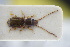  (Laemophloeus castaneus - GBOLRL0554)  @11 [ ] CreativeCommons - Attribution Non-Commercial Share-Alike (2016) SNSB, Staatliche Naturwissenschaftliche Sammlungen Bayerns ZSM (SNSB, Zoologische Staatssammlung Muenchen)