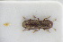  (Langelandia anophthalma - GBOLRL0568)  @11 [ ] CreativeCommons - Attribution Non-Commercial Share-Alike (2016) SNSB, Staatliche Naturwissenschaftliche Sammlungen Bayerns ZSM (SNSB, Zoologische Staatssammlung Muenchen)