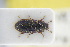  (Colobicus marginatus - GBOLRL0570)  @11 [ ] CreativeCommons - Attribution Non-Commercial Share-Alike (2016) SNSB, Staatliche Naturwissenschaftliche Sammlungen Bayerns ZSM (SNSB, Zoologische Staatssammlung Muenchen)