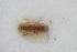  ( - GBOLRL0582)  @11 [ ] CreativeCommons - Attribution Non-Commercial Share-Alike (2016) SNSB, Staatliche Naturwissenschaftliche Sammlungen Bayerns ZSM (SNSB, Zoologische Staatssammlung Muenchen)