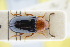  (Triplax elongata - GBOLRL0588)  @11 [ ] CreativeCommons - Attribution Non-Commercial Share-Alike (2016) SNSB, Staatliche Naturwissenschaftliche Sammlungen Bayerns ZSM (SNSB, Zoologische Staatssammlung Muenchen)