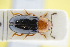  ( - GBOLRL0589)  @11 [ ] CreativeCommons - Attribution Non-Commercial Share-Alike (2016) SNSB, Staatliche Naturwissenschaftliche Sammlungen Bayerns ZSM (SNSB, Zoologische Staatssammlung Muenchen)