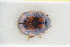  ( - GBOLRL0614)  @11 [ ] CreativeCommons - Attribution Non-Commercial Share-Alike (2016) SNSB, Staatliche Naturwissenschaftliche Sammlungen Bayerns ZSM (SNSB, Zoologische Staatssammlung Muenchen)