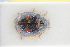  ( - GBOLRL0615)  @11 [ ] CreativeCommons - Attribution Non-Commercial Share-Alike (2016) SNSB, Staatliche Naturwissenschaftliche Sammlungen Bayerns ZSM (SNSB, Zoologische Staatssammlung Muenchen)