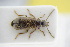  ( - GBOLRL0619)  @11 [ ] CreativeCommons - Attribution Non-Commercial Share-Alike (2016) SNSB, Staatliche Naturwissenschaftliche Sammlungen Bayerns ZSM (SNSB, Zoologische Staatssammlung Muenchen)