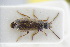  ( - GBOLRL0620)  @11 [ ] CreativeCommons - Attribution Non-Commercial Share-Alike (2016) SNSB, Staatliche Naturwissenschaftliche Sammlungen Bayerns ZSM (SNSB, Zoologische Staatssammlung Muenchen)