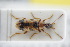  (Notoxus appendicinus - GBOLRL0625)  @11 [ ] CreativeCommons - Attribution Non-Commercial Share-Alike (2016) SNSB, Staatliche Naturwissenschaftliche Sammlungen Bayerns ZSM (SNSB, Zoologische Staatssammlung Muenchen)