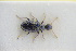  (Anthicus luteicornis - GBOLRL0635)  @11 [ ] CreativeCommons - Attribution Non-Commercial Share-Alike (2016) SNSB, Staatliche Naturwissenschaftliche Sammlungen Bayerns ZSM (SNSB, Zoologische Staatssammlung Muenchen)