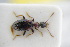  ( - GBOLRL0636)  @11 [ ] CreativeCommons - Attribution Non-Commercial Share-Alike (2016) SNSB, Staatliche Naturwissenschaftliche Sammlungen Bayerns ZSM (SNSB, Zoologische Staatssammlung Muenchen)