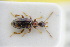  (Cordicomus - GBOLRL0637)  @11 [ ] CreativeCommons - Attribution Non-Commercial Share-Alike (2016) SNSB, Staatliche Naturwissenschaftliche Sammlungen Bayerns ZSM (SNSB, Zoologische Staatssammlung Muenchen)