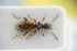  ( - GBOLRL0639)  @11 [ ] CreativeCommons - Attribution Non-Commercial Share-Alike (2016) SNSB, Staatliche Naturwissenschaftliche Sammlungen Bayerns ZSM (SNSB, Zoologische Staatssammlung Muenchen)