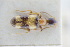  (Microhoria nectarina - GBOLRL0652)  @11 [ ] CreativeCommons - Attribution Non-Commercial Share-Alike (2016) SNSB, Staatliche Naturwissenschaftliche Sammlungen Bayerns ZSM (SNSB, Zoologische Staatssammlung Muenchen)