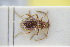  ( - GBOLRL0677)  @11 [ ] CreativeCommons - Attribution Non-Commercial Share-Alike (2016) SNSB, Staatliche Naturwissenschaftliche Sammlungen Bayerns ZSM (SNSB, Zoologische Staatssammlung Muenchen)