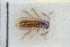  ( - GBOLRL0678)  @11 [ ] CreativeCommons - Attribution Non-Commercial Share-Alike (2016) SNSB, Staatliche Naturwissenschaftliche Sammlungen Bayerns ZSM (SNSB, Zoologische Staatssammlung Muenchen)