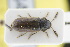  ( - GBOLRL0684)  @11 [ ] CreativeCommons - Attribution Non-Commercial Share-Alike (2016) SNSB, Staatliche Naturwissenschaftliche Sammlungen Bayerns ZSM (SNSB, Zoologische Staatssammlung Muenchen)