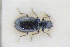  (Cryptophagus fuscicornis - GBOLRL0692)  @11 [ ] CreativeCommons - Attribution Non-Commercial Share-Alike (2016) SNSB, Staatliche Naturwissenschaftliche Sammlungen Bayerns ZSM (SNSB, Zoologische Staatssammlung Muenchen)