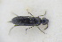  ( - GBOLRL0709)  @11 [ ] CreativeCommons - Attribution Non-Commercial Share-Alike (2016) SNSB, Staatliche Naturwissenschaftliche Sammlungen Bayerns ZSM (SNSB, Zoologische Staatssammlung Muenchen)