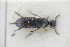  ( - GBOLRL0710)  @11 [ ] CreativeCommons - Attribution Non-Commercial Share-Alike (2016) SNSB, Staatliche Naturwissenschaftliche Sammlungen Bayerns ZSM (SNSB, Zoologische Staatssammlung Muenchen)