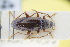  ( - GBOLRL0714)  @11 [ ] CreativeCommons - Attribution Non-Commercial Share-Alike (2016) SNSB, Staatliche Naturwissenschaftliche Sammlungen Bayerns ZSM (SNSB, Zoologische Staatssammlung Muenchen)