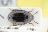  (Scraptia dubia - GBOLRL0715)  @11 [ ] CreativeCommons - Attribution Non-Commercial Share-Alike (2016) SNSB, Staatliche Naturwissenschaftliche Sammlungen Bayerns ZSM (SNSB, Zoologische Staatssammlung Muenchen)