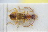  ( - GBOLRL0731)  @11 [ ] CreativeCommons - Attribution Non-Commercial Share-Alike (2016) SNSB, Staatliche Naturwissenschaftliche Sammlungen Bayerns ZSM (SNSB, Zoologische Staatssammlung Muenchen)