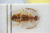  ( - GBOLRL0732)  @11 [ ] CreativeCommons - Attribution Non-Commercial Share-Alike (2016) SNSB, Staatliche Naturwissenschaftliche Sammlungen Bayerns ZSM (SNSB, Zoologische Staatssammlung Muenchen)