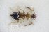  ( - GBOLRL0733)  @11 [ ] CreativeCommons - Attribution Non-Commercial Share-Alike (2016) SNSB, Staatliche Naturwissenschaftliche Sammlungen Bayerns ZSM (SNSB, Zoologische Staatssammlung Muenchen)