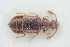  (Stricticollis transversalis - GBOLRL0735)  @11 [ ] CreativeCommons - Attribution Non-Commercial Share-Alike (2016) SNSB, Staatliche Naturwissenschaftliche Sammlungen Bayerns ZSM (SNSB, Zoologische Staatssammlung Muenchen)
