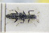  (Stenus gracilipes - GBOLRL0761)  @11 [ ] CreativeCommons - Attribution Non-Commercial Share-Alike (2016) SNSB, Staatliche Naturwissenschaftliche Sammlungen Bayerns ZSM (SNSB, Zoologische Staatssammlung Muenchen)