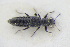  (Stenus subdepressus - GBOLRL0764)  @11 [ ] CreativeCommons - Attribution Non-Commercial Share-Alike (2016) SNSB, Staatliche Naturwissenschaftliche Sammlungen Bayerns ZSM (SNSB, Zoologische Staatssammlung Muenchen)