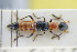  ( - GBOLRL0766)  @11 [ ] CreativeCommons - Attribution Non-Commercial Share-Alike (2016) SNSB, Staatliche Naturwissenschaftliche Sammlungen Bayerns ZSM (SNSB, Zoologische Staatssammlung Muenchen)
