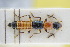  (Paederus caligatus - GBOLRL0767)  @11 [ ] CreativeCommons - Attribution Non-Commercial Share-Alike (2016) SNSB, Staatliche Naturwissenschaftliche Sammlungen Bayerns ZSM (SNSB, Zoologische Staatssammlung Muenchen)