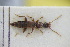  (Pseudomedon huetheri - GBOLRL0768)  @11 [ ] CreativeCommons - Attribution Non-Commercial Share-Alike (2016) SNSB, Staatliche Naturwissenschaftliche Sammlungen Bayerns ZSM (SNSB, Zoologische Staatssammlung Muenchen)