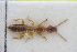  (Scopaeus sericans - GBOLRL0770)  @11 [ ] CreativeCommons - Attribution Non-Commercial Share-Alike (2016) SNSB, Staatliche Naturwissenschaftliche Sammlungen Bayerns ZSM (SNSB, Zoologische Staatssammlung Muenchen)