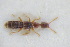  ( - GBOLRL0771)  @11 [ ] CreativeCommons - Attribution Non-Commercial Share-Alike (2016) SNSB, Staatliche Naturwissenschaftliche Sammlungen Bayerns ZSM (SNSB, Zoologische Staatssammlung Muenchen)