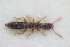  (Scopaeus minimus - GBOLRL0772)  @11 [ ] CreativeCommons - Attribution Non-Commercial Share-Alike (2016) SNSB, Staatliche Naturwissenschaftliche Sammlungen Bayerns ZSM (SNSB, Zoologische Staatssammlung Muenchen)