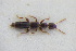  (Scopaeus didymus - GBOLRL0774)  @11 [ ] CreativeCommons - Attribution Non-Commercial Share-Alike (2016) SNSB, Staatliche Naturwissenschaftliche Sammlungen Bayerns ZSM (SNSB, Zoologische Staatssammlung Muenchen)
